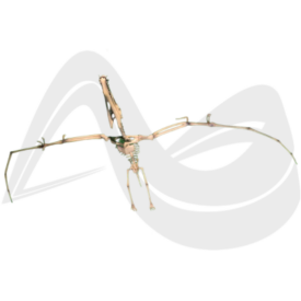 Imagem padrão
