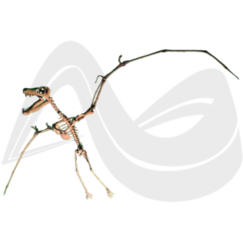 Imagem padrão