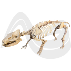 Imagem padrão